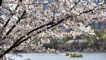 Tourists view cherry blossoms at Yuyuantan Park in Beijing