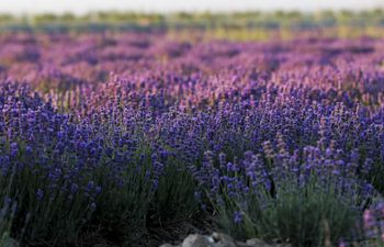 Lavenders bloom in Ili River valley in NW China's Xinjiang