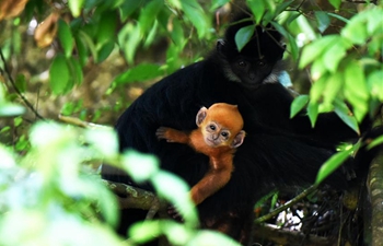 Number of Francois' langurs increases in Mayanghe National Nature Reserve of Guizhou