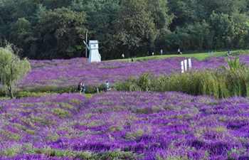 Scenery of flowers in Qujing, SW China's Yunnan