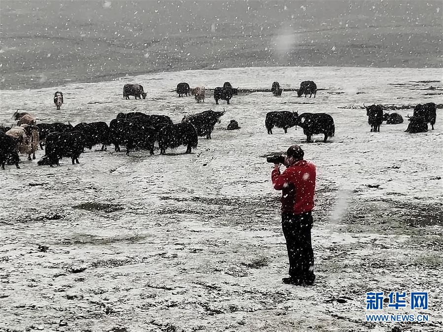 （新时代担当作为典型·图文互动）（3）草地生态专家赵新全：情深不舍三江源