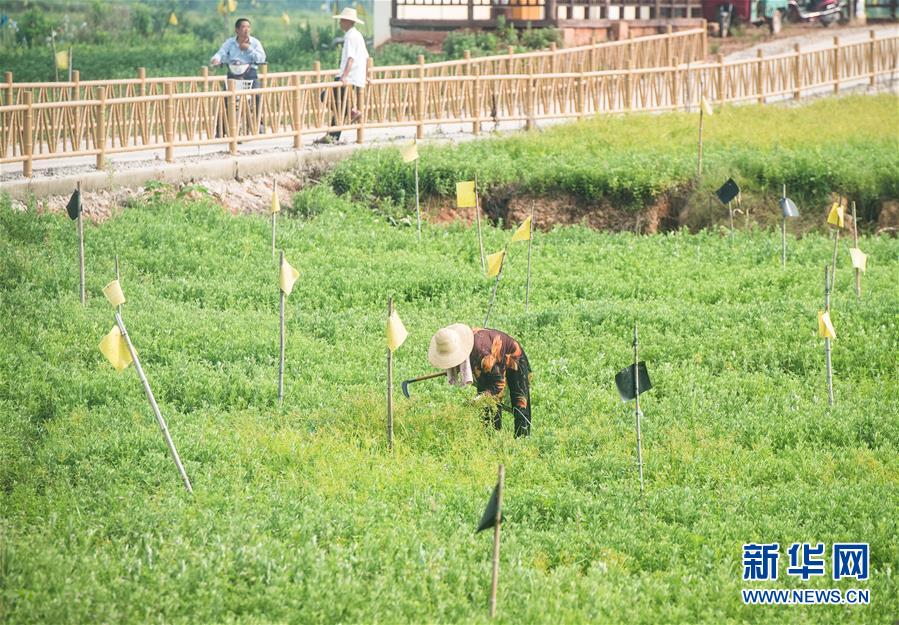 （新华全媒头条·走向我们的小康生活·图文互动）（9）特殊之年，荆楚大地书写不平凡的答卷