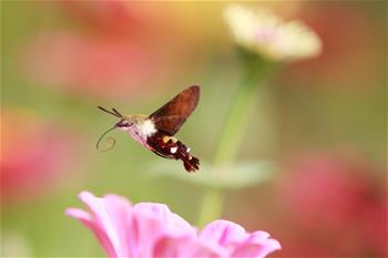 蜂鸟鹰蛾戏花忙