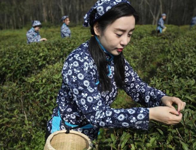 采茶姑娘走进南京中山陵园开采雨花春茶