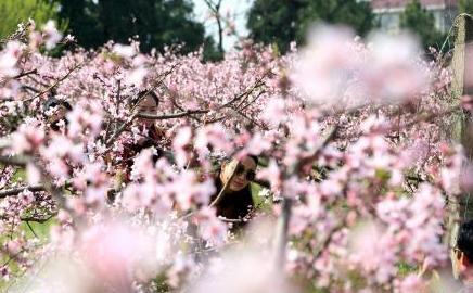 江西永修上千亩桃花盛放 游人徜徉花海