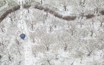 瑞雪迎新年