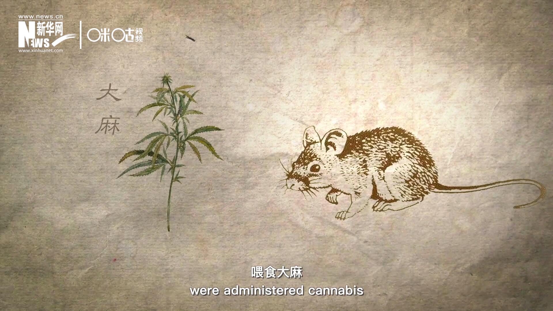 持续两个星期给一组相当于人类年龄十岁到十五岁的幼鼠喂食大麻