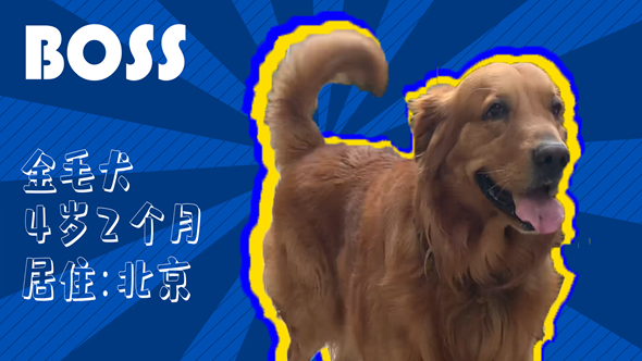 有效拴绳&科学遛狗——如何文明养犬？“捡屎官”们快看过来！