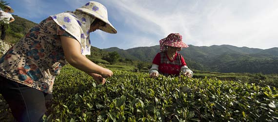 福建泉州：伴“海丝”茶香海外