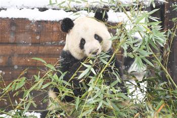 “萌宝”戏雪